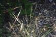 Purple needle grass