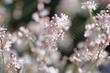 This Buckwheat always looks delightful in flower and nondescript when not. 