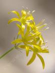 This Golden Stars was growing on a north slope in heavy shade under chamise