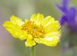 Encelia actonii with Salvia Winifred Gilman. They flower at the same time. - grid24_24