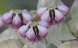 It's all a matter of perspective. Asclepias eriocarpa individual flowers.