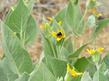 Southern Mule ears with Bumblebee.