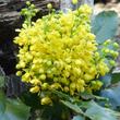 Creeping Mahonia, Mahpnia repens flowers - grid24_24