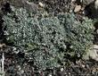 Eriogonum kennedyi austromontanum in and about Big Bear.