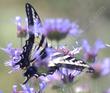 If you've not figured it out yet, Salvia clevelandii Alpine is a great wildlife plant. - grid24_24