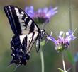 Swallowtail Butterfly on Salvia clevelandii Alpine.