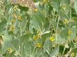 This Wyethia suffered a cool moist spring followed by our dry summer. It was putting all it's reaming moisture into it's last flower before going summer dormant.