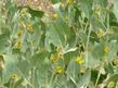 This Wyethia suffered a cool moist spring followed by our dry summer. It was putting all it's reaming moisture into it's last flower before going summer dormant. - grid24_24