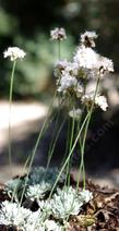 On top of Mt. Pinos these flowers on the grey carpet of foliage cover areas the size of a parking lot looking like a carpet of lichen covered with white flowers. - grid24_24