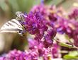 A Pale swallowtail on a Rose sage. 