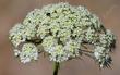 American Wild Carrot. This one was in a pot and very happy so the flowers are very large. In the wild they can be  a centimeter across on a little dinky plant. 
