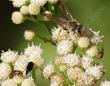 Marsh Baccharis really attracts insects.  - grid24_24