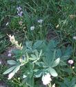 Lupinus latifolius, Broadleaf Lupine