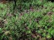 Epilobium angustifolium fireweed up at about 7500 feet in the Sierras at about it's highest range.