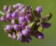 Psoralea (Hoita) macrostachya, 
Large leather-root grows along the edges of streams.