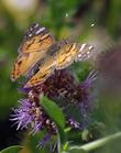 An American lady, Vanessa virginiensis, on Monardella antonina Butterfly Mint Bush - grid24_24