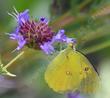 A California Dogface Butterfly, Colias eurydice on a Salvia clevelandii Alpine. - grid24_24