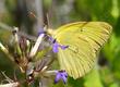Lobelia serrata, Dunn's Lobelia  with an Orange Sulfur Butterfly, Colias eurthyeme