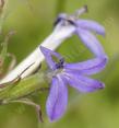 Blue Lobelia flowers