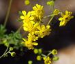 Bahia dissecta (Ragleaf Bahia) is a little plant with a big flower bouquet. 