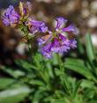 Pincushion Beardtongue, Penstemon procerus brachyanthus, is a wonderful rock garden plant.