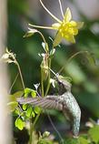 Anna Hummingbird on a Sierra Columbine.
