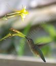 An Anna Hummingbird on a Sierra columbine flower