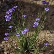 Sisyrinchium bellum, Blue Eyed Grass is a frequent resident of open areas from the coast inland to where the housing starts getting reasonable. In some places Blue Eyed grass is native, with no extra water, on hillsides as far 50 miles inland. In moist spots this iris can be found in much of California, even bordering the desert. It used to be all over the parking lot at the  Topanga  RCD, Los Angeles.