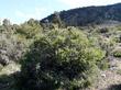 Desert Almond in its habitat between Lucerne and Big Bear at about 6000 ft.