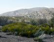 Ephedra viridis (Mormon tea) at about 6000 ft. between Big Bear and Lucerne.