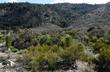 Nevada Mormon tea (Ephedra nevadensis) at about 5500 feet north of Big Bear. - grid24_24