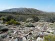 Nevada Mormon tea (Ephedra nevadensis) is in left center - grid24_24