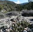 Opuntia phaeacantha between the desert and Big Bear - grid24_24