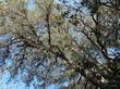 Quercus chrysolepis, Canyon Live Oak between Big Bear and Lucerne  along a stream at 5000 ft.