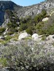 Purple Desert sage commonly grows along the edges of the desert. Big Berry Manzanita, Happlopappus linearis, Single Leaf Pinyon, Stipa speciosa - grid24_24