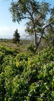 Southern California Grape and Desert Grape in a wet spot south of Lucerne, mixed with Stanleya pinnata and Populus fremontia. - grid24_24