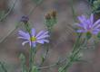 Aster occidentalis. Western Aster