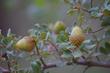 Scrub Oak, Quercus berberidifolia - grid24_24