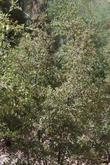 Although Scrub Oaks can become small trees, sometimes even a real tree, they are commonly a large bush.
