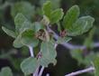 This scrub oak has smooth leaves - grid24_24