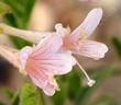 Zauschneria californica Pink California fuchsia
