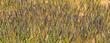 Vinegar weed or Turpentine weed flowers in late summer and is used heavily by bees.