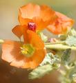 Sphaeralcea emoryi Emory's Desert Mallow - grid24_24
