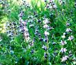 Salvia mellifera repens, Creeping Black sage. - grid24_24