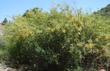 This Honey Mesquite grows along our fence at the Escondido Nursery