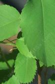 A photo of the leaves of Amelanchier alnifolia, Western Service Berry, a native shrub with edible berries. 