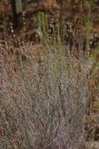 Eriogonum elongatum, Longstem Buckwheat has a lot of small flowers in a large bouquet 