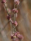 Longstem Buckwheat has pom poms. You could be the nerdiest at a football game.
