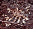 Frankia Actinorhizal Symbiosis Root Nodules are GOOD!