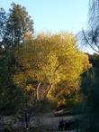 Populus fremontii,  Zapata Fremont Cottonwood tree with fall color